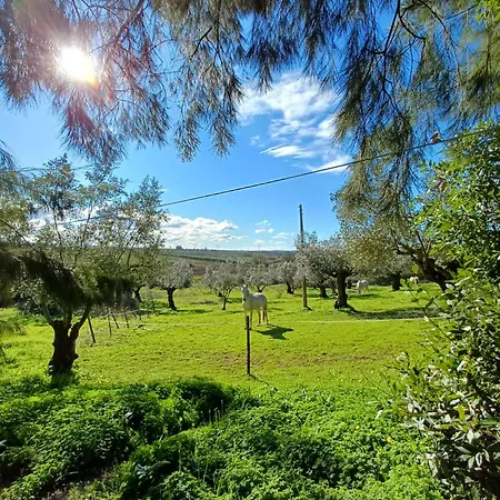 Quinta Do Minhoto, Charming Close To Golega 토레스노봐스
