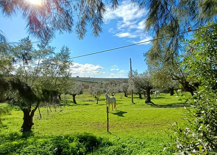 Quinta Do Minhoto, Charming Close To Golega Torres Novas
